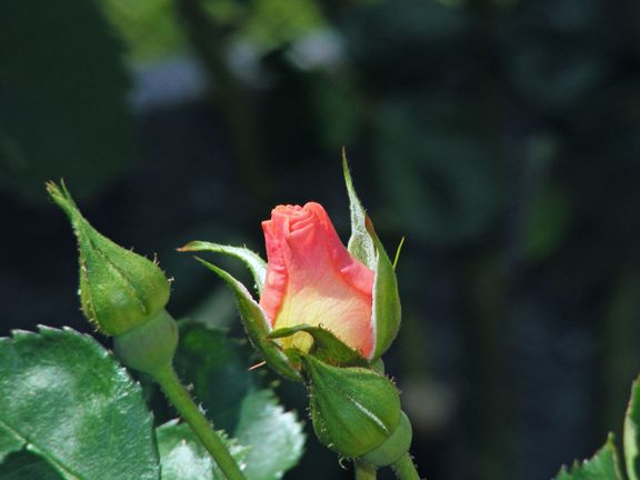 Eyeconic Pink Lemonade photo epl2013_05250065_zps00cb7057.jpg